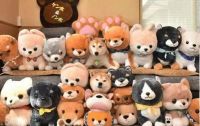 头巾柴犬：与生俱来的治愈力