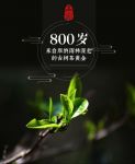 南宛古树茶正式登录苏宁众筹！