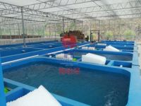 水性生态养虾池漆与工厂化养殖对虾的关系