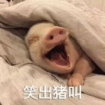如何拯救各派的湿冷?用硅藻泥呀!