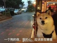 白色情人节：谁说单身狗不配过节