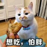 春季减肥好伴侣！国美告诉你草莓保鲜的秘密