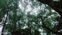 设计师陈蕾：日本——思·静