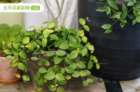 植物只能放阳台?看看这些盆栽，室内也拥有绿色