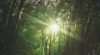 【宏绣】产品推荐：墙布遇上竹子 投射处 生活成了一首诗
