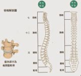 警惕！睡沙发竟然对脊椎的伤害这么大