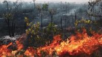 【宏绣】“地球之肺”大火连烧3周，我们没有人能置身事外