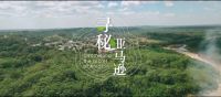 陶醉半生的寻木之梦，这次他深入亚马逊雨林去寻秘