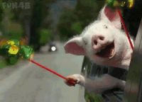 猪肉吃不吃无所谓 地板必须要选好的！