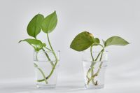冬季养这5种植物更适合，不怕被冻死，真的是太靠谱了