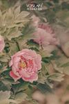 【YASLAN】定格牡丹的芳姿，领略花的从容