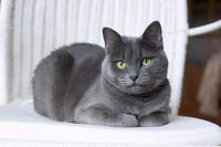 养猫指南：用惯了膨润土猫砂，换植物猫砂试试？