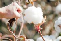 【领绣】支持新疆棉花 用中国好棉花 造中国好墙布