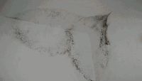 梅雨季墙布保养攻略
