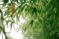 顶固竹香板创导者：一直在领先从未被超越