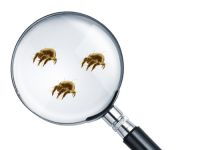 东宝床垫:孩子老是打喷嚏,可能是螨虫惹的祸