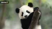 盼盼防盗门：三十载初心不渝，坚持可持续发展之路，拥抱绿色地球