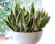 震惊到了！原来这3种植物也可以去除甲醛，好养还实用