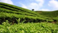 如何储存春茶？教你几个方法轻松留住茶叶香气