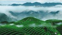 江西海尔冰箱冷柜第二届品茶节——九江·庐山云雾，立于博观处，品春日好茶