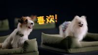 家的温暖升级 | 从共情到共创：顾家整家定制重塑「人宠共居」新典范