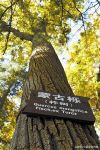 千里寻树王 只为一座府