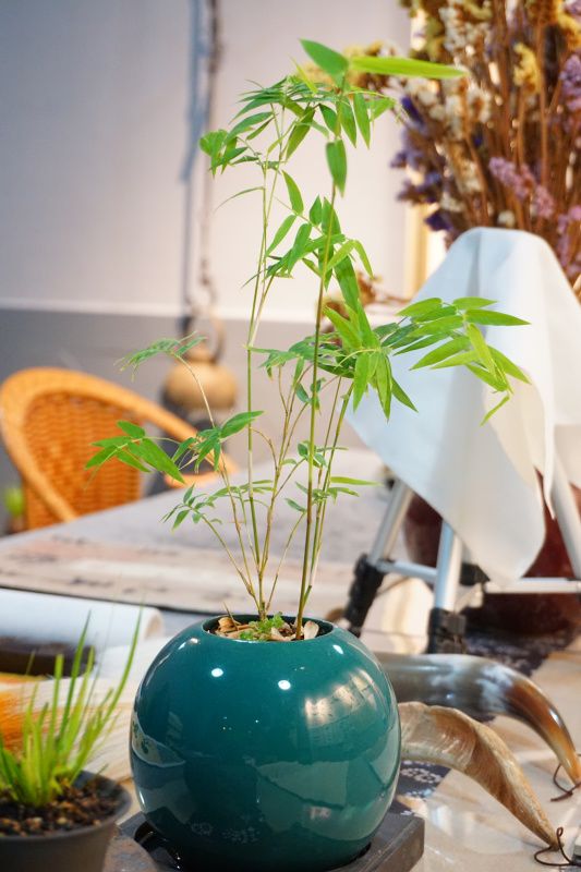 夏季家里蚊子太多?不如在家种这4种驱蚊植物,比花露水都顶用