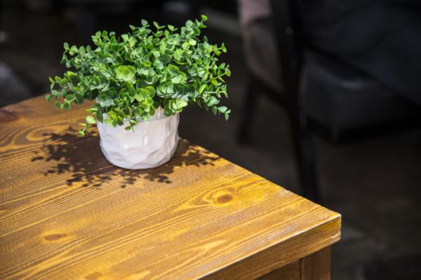 家里的绿植树叶发黄枯萎?教你5个妙招,让绿植马上起死回生