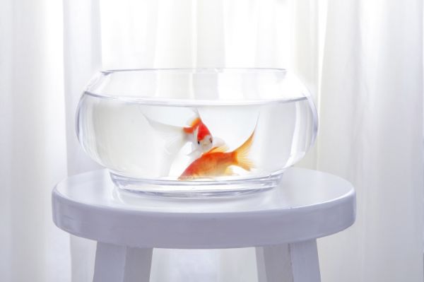 家里养鱼风水好吗?听风水师傅分析,才知这招财效果杠杠滴