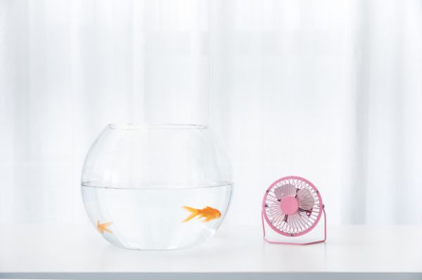 家里养鱼风水好吗?听风水师傅分析,才知这招财效果杠杠滴