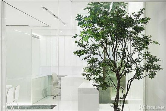 什么吸收甲醛最好,有哪些植物比较能吸甲醛?