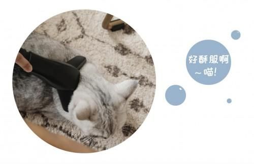 自从有了莱克魔洁M12MAX,铲屎官再也不怕主子掉毛啦