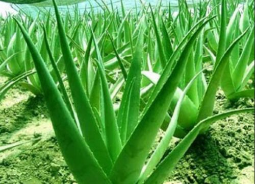 呵护青少年健康,佳尼家具匠心推出“佳尼宝贝”床垫新品