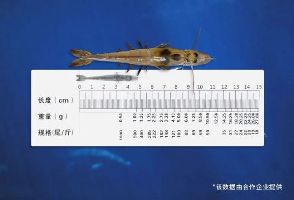 佛山照明养殖照明系统新突破,对虾产量猛增20%!