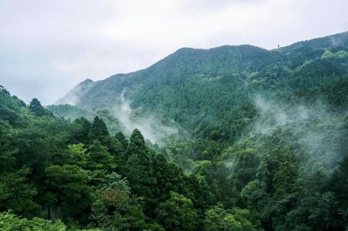 多角度协同发力，大自然家居实现实木<a target=